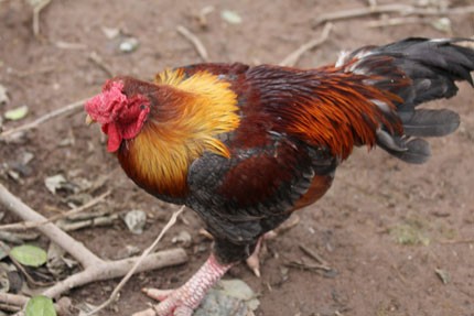 Gà Đông Cảo lai chiếm số lượng áp đảo gấp 8 - 9 lần so với gà Đông Tảo thuần chủng. Chân gà lai không đồ sộ như gà thuần chủng